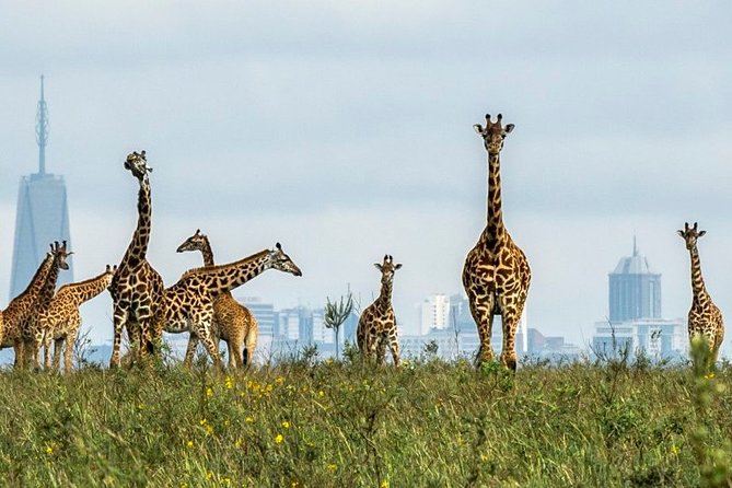 Nairobi Airport Layover Half Day Tour to Nairobi National Park - What to expect from the pacing and the timing
