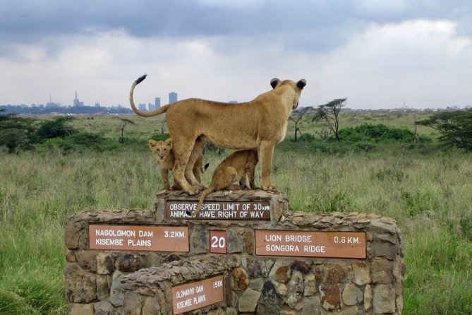 Nairobi Airport Layover Half Day Tour to Nairobi National Park - Getting from the airport to the park without losing hours