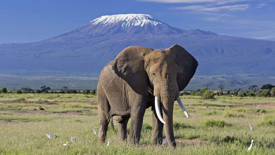 Nairobi: Amboseli National Park Day Trip with Masai Village - The Big Day Plan From Nairobi to Amboseli