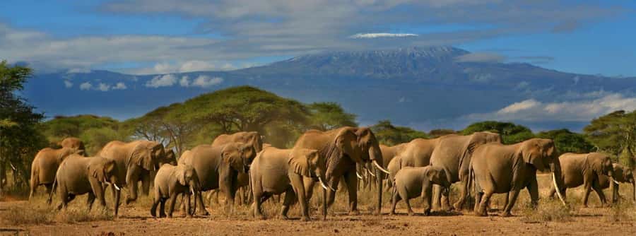 Nairobi: Amboseli National Park Day Trip with Masai Village - The Optional Maasai Village Visit Inside the Park Borders