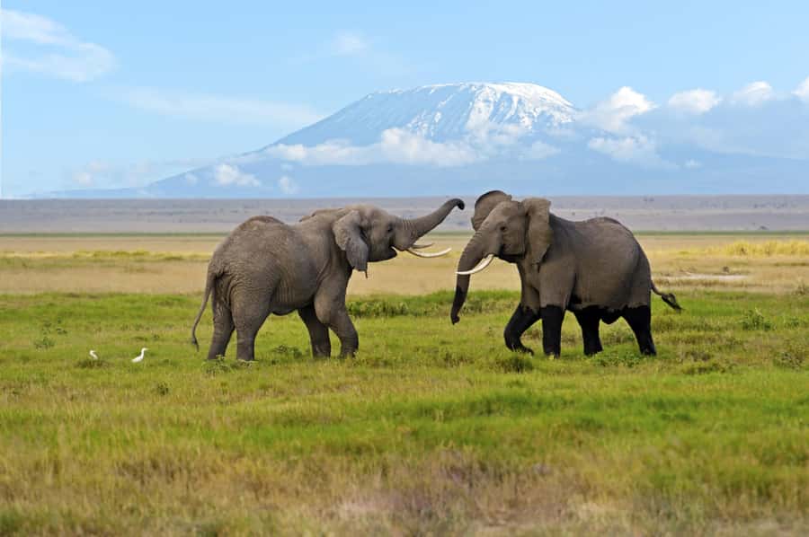 Nairobi: Amboseli National Park Day Trip with Masai Village - Price and Logistics: Is $190 a Good Value?