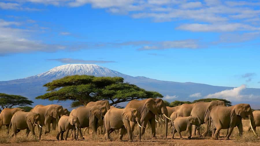 Nairobi: Amboseli National Park Day Trip with Masai Village - Who This Day Trip Suits Best