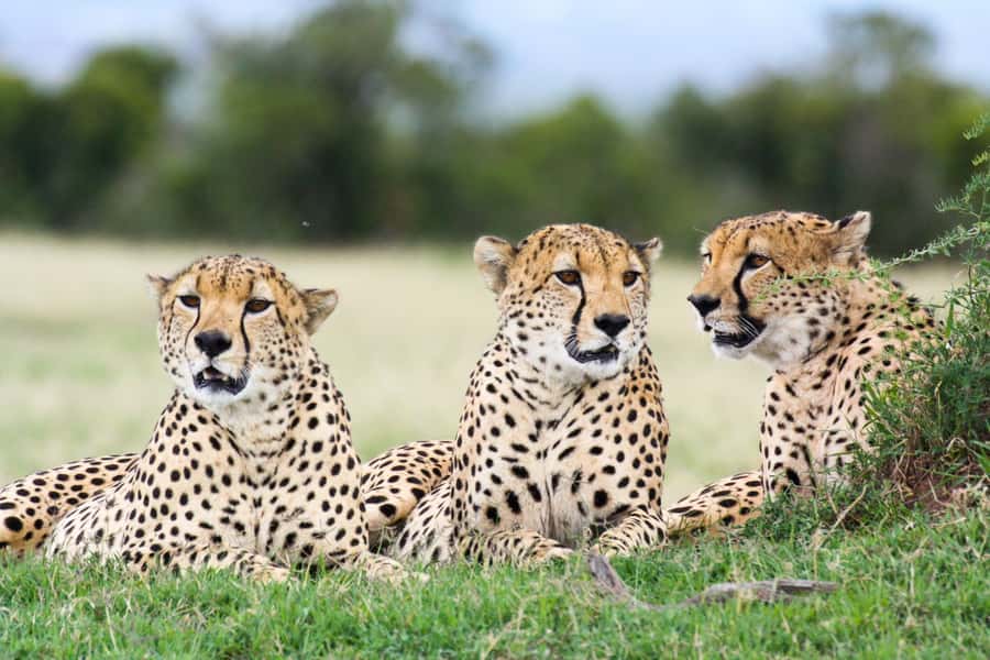 Nairobi: Amboseli National Park Tour & Maasai Village Visit - Lunch at Ol Tukai Lodge, and why that stop feels like part of the safari