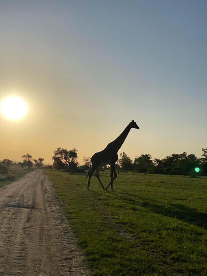 Nairobi: ATV/Quad Bike Wildlife Safari with Transfers & meal - Key Things You Should Know Before You Go