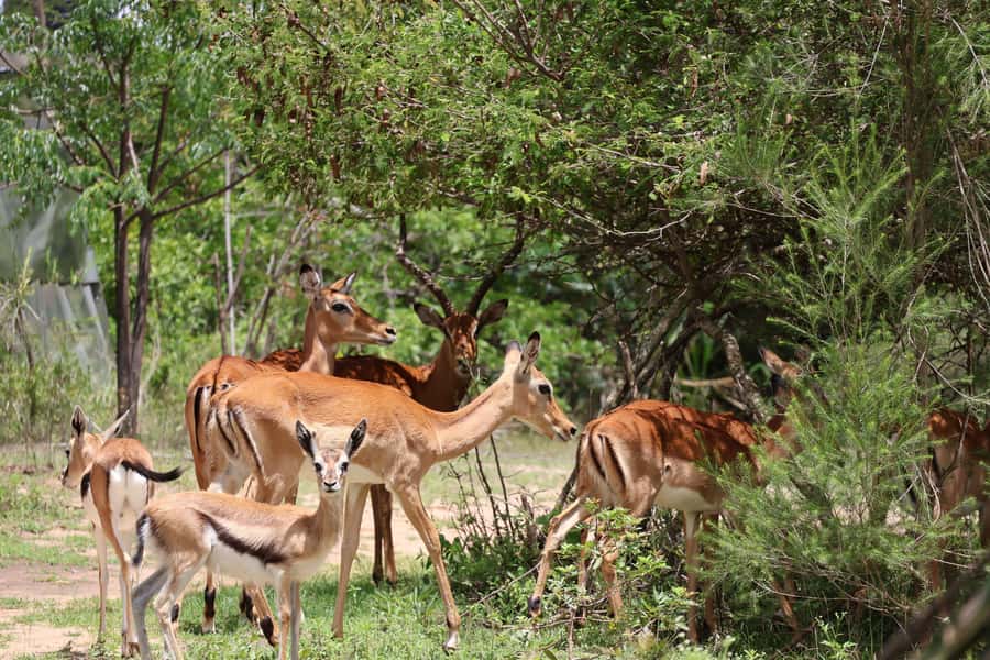Nairobi: ATV/Quad Bike Wildlife Safari with Transfers & meal - Gear, Briefing, and First-Time Confidence on the Quads