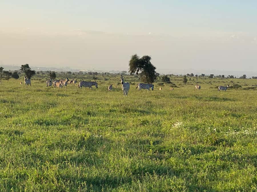 Nairobi: ATV/Quad Bike Wildlife Safari with Transfers & meal - The 2-Hour Quad Safari in Machakos County: What the Ride Feels Like