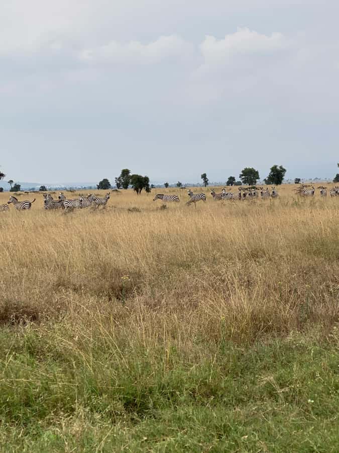 Nairobi: ATV/Quad Bike Wildlife Safari with Transfers & meal - Wildlife Encounters: Giraffes, Zebras, Antelopes, and More