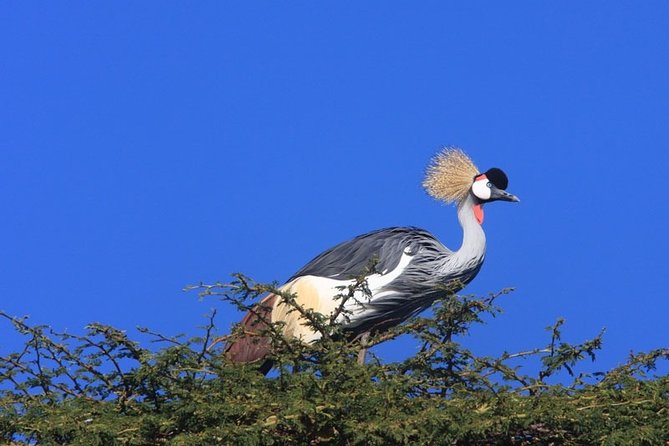 Nairobi City Tour - Key highlights that make this Nairobi city tour worth it