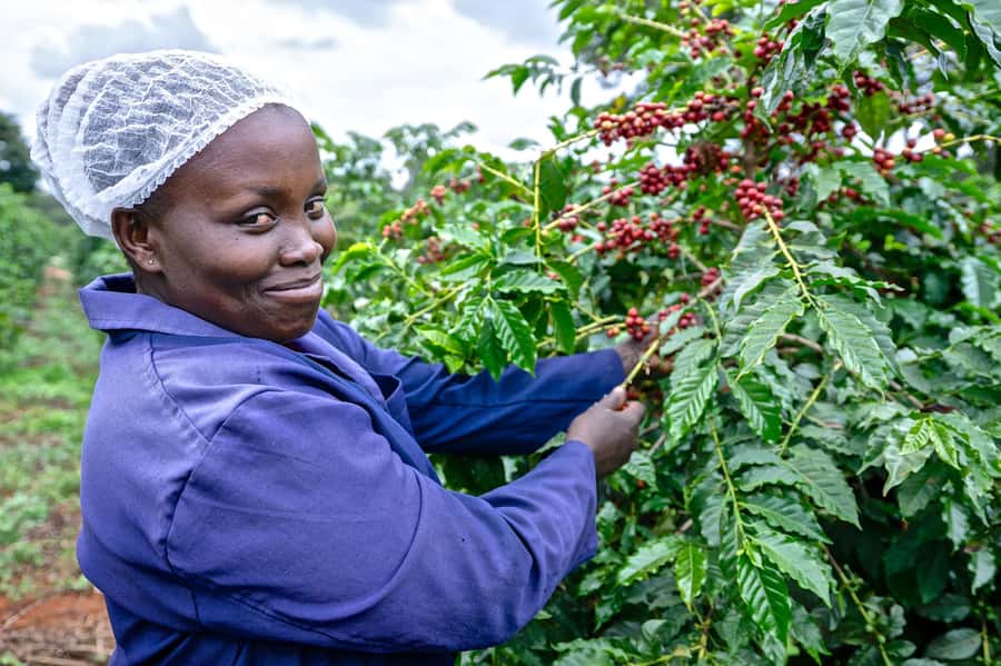 Nairobi: Coffee Factory and Farm Tour with Transfer - What you see in the coffee fields, and what to look for on the walk