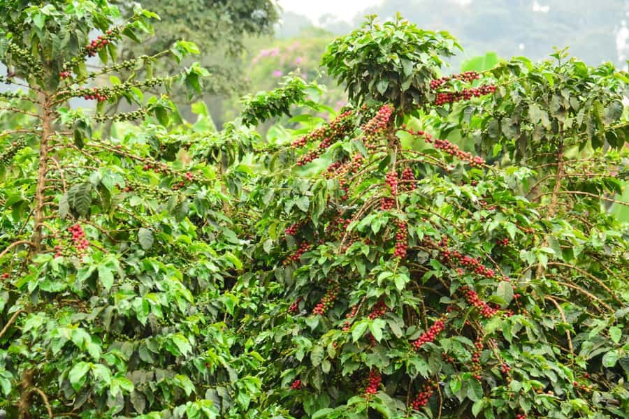 Nairobi: Coffee Factory and Farm Tour with Transfer - Who should book this Nairobi coffee estate tour, and who might not love it