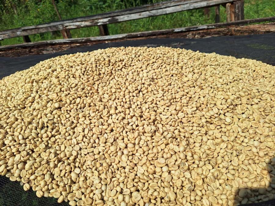 Nairobi: Coffee farm tour with pick up - Walking the coffee fields with agronomy-style guidance