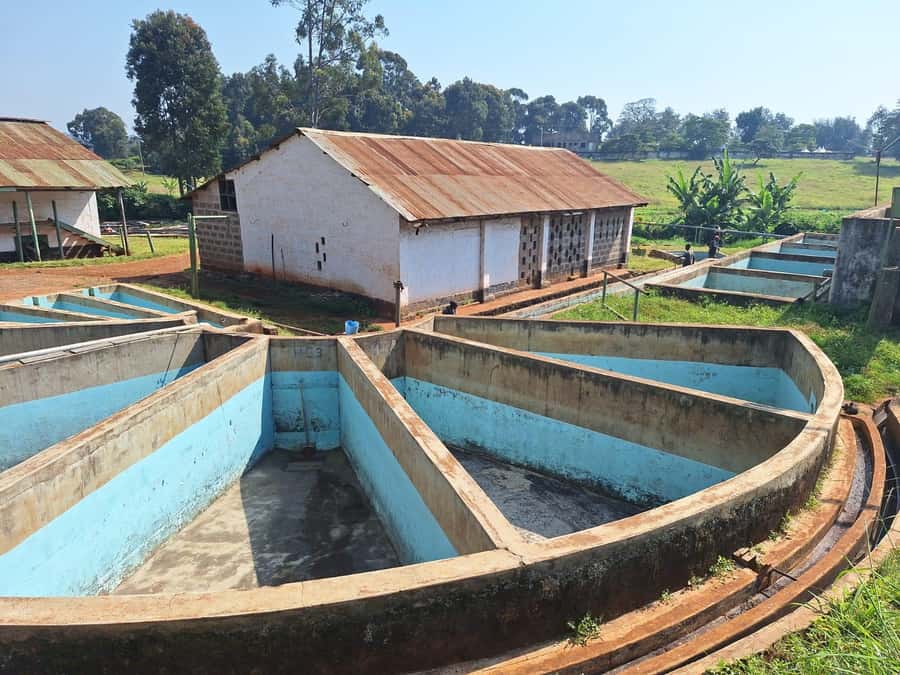 Nairobi: Coffee farm tour with pick up - Who this tour suits best (and who might want a different day)