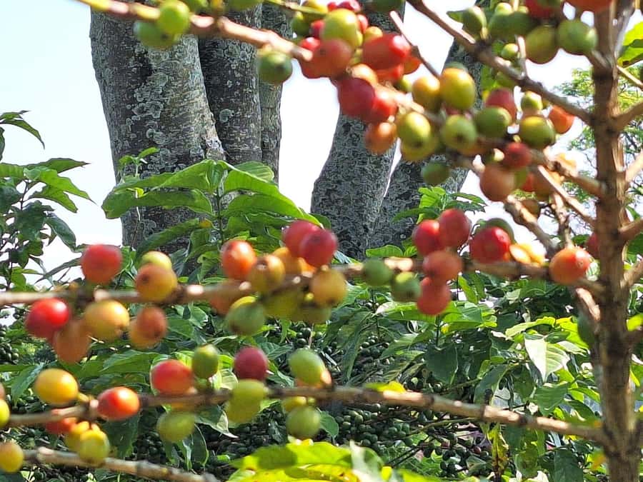 Nairobi: Coffee farm tour with pick up - Getting picked up in Nairobi at 9:00 AM (and why it affects your day)
