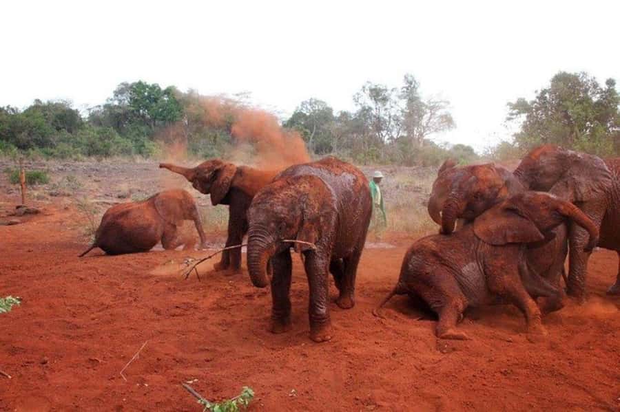 Nairobi: David Sheldrick Elephant Orphanage Visit - Key things to know before you go