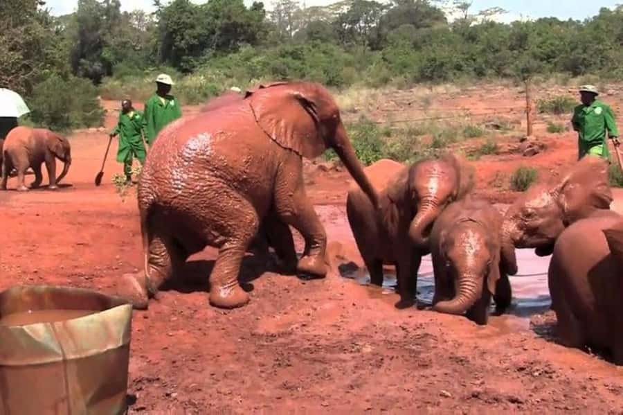 Nairobi: David Sheldrick Elephant Orphanage Visit - Why the David Sheldrick Elephant Orphanage feels like a mission, not a show
