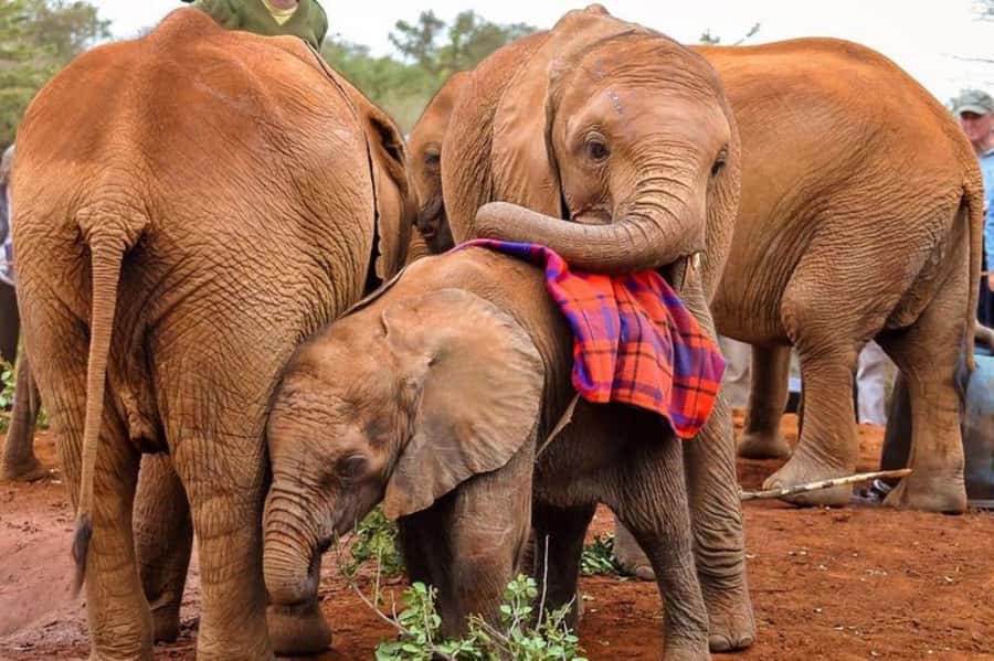 Nairobi: David Sheldrick Elephant Orphanage Visit - The rest of the day: photo stop, lunch time, and shopping buffer