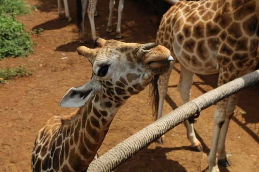 Nairobi: David Sheldrick Elephant Orphanage Visit - Who should book this, and who should skip it