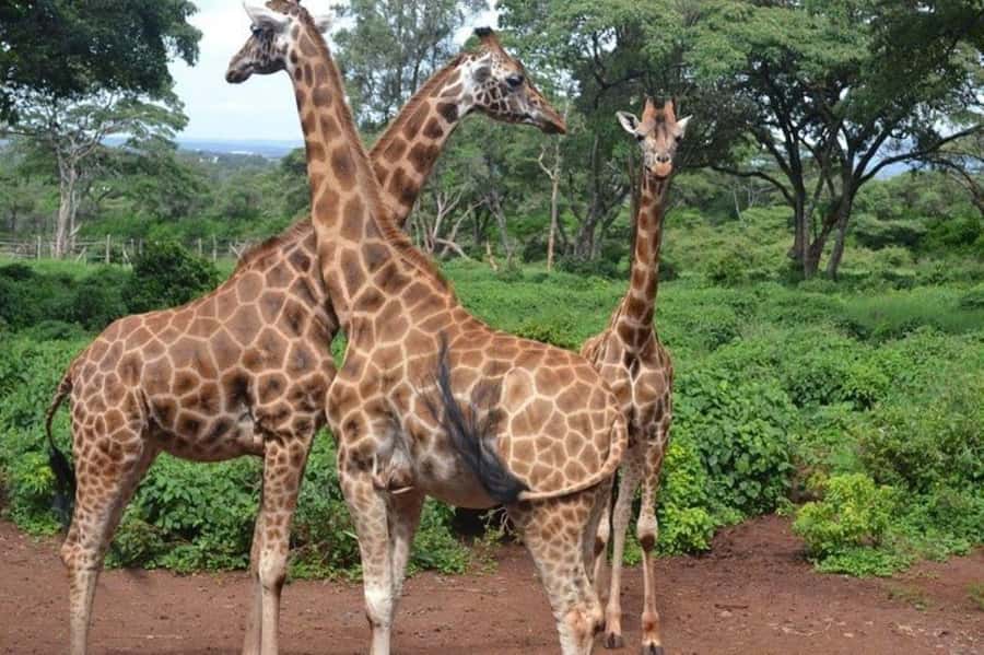 Nairobi: David Sheldrick Elephant Orphanage Visit - FAQ