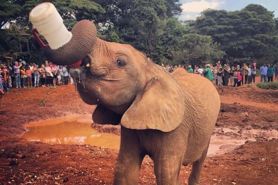 Nairobi: David Sheldrick Elephant Orphanage Visit - Price and value: what $85 covers, and what you should budget for