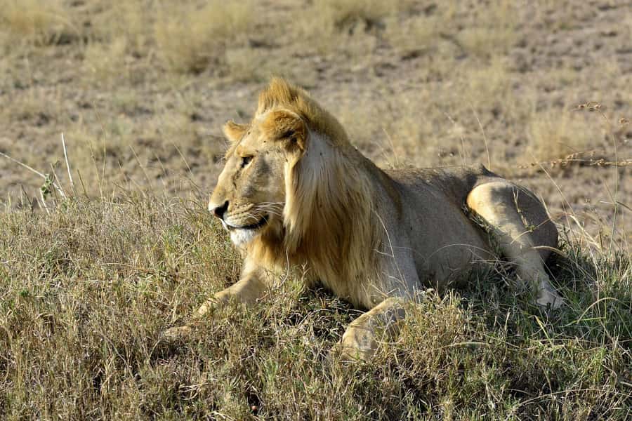 Nairobi: Day Tour to Amboseli National Park & Maasai Village - Key Highlights You Will Feel Right Away