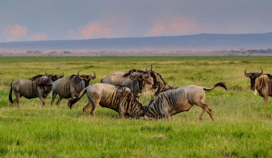 Nairobi: Day Tour to Amboseli National Park & Maasai Village - Amboseli and Kilimanjaro, the Reason This Day Trip Works