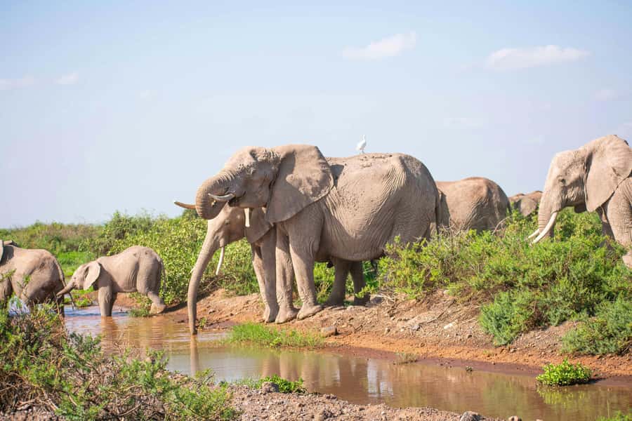 Nairobi: Day Tour to Amboseli National Park & Maasai Village - The Game Drive: Where Sightings Happen and How You Get the Best Chances
