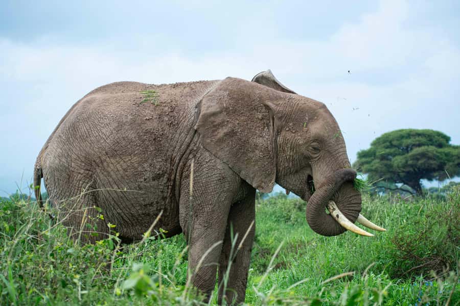 Nairobi: Day Tour to Amboseli National Park & Maasai Village - Maasai Village Visit: Dance, Beadwork, and How to Make It Meaningful