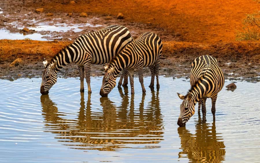 Nairobi: Day Tour to Amboseli National Park & Maasai Village - Price and Value: What $75 Really Buys (and What Costs Extra)