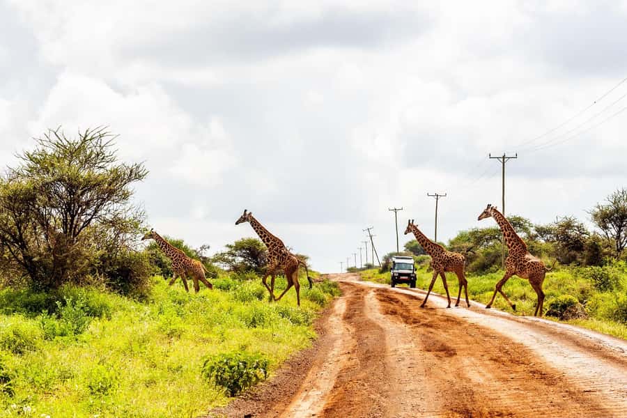 Nairobi: Day Tour to Amboseli National Park & Maasai Village - Timing, Group Feel, and Why Guides Matter Here