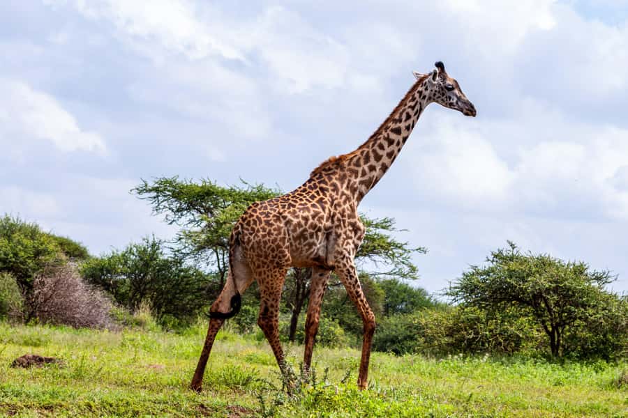 Nairobi: Day Tour to Amboseli National Park & Maasai Village - Who Should Book This Amboseli + Maasai Day Tour