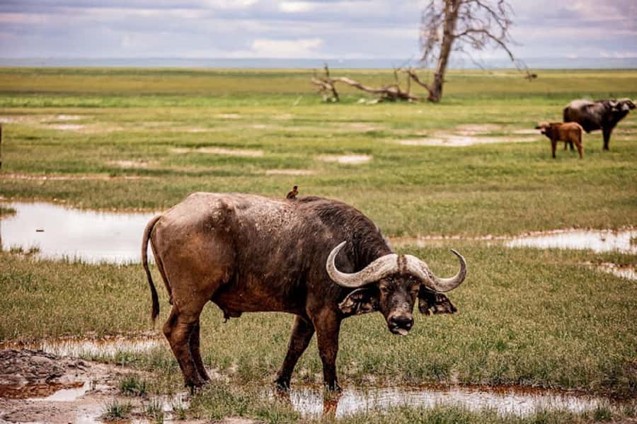 Nairobi: Day Trip to Amboseli National Park - Key Points You Should Know Before You Go