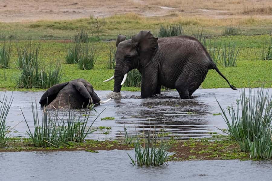 Nairobi: Day Trip to Amboseli National Park - Dawn Departure From Nairobi, and Why Timing Matters