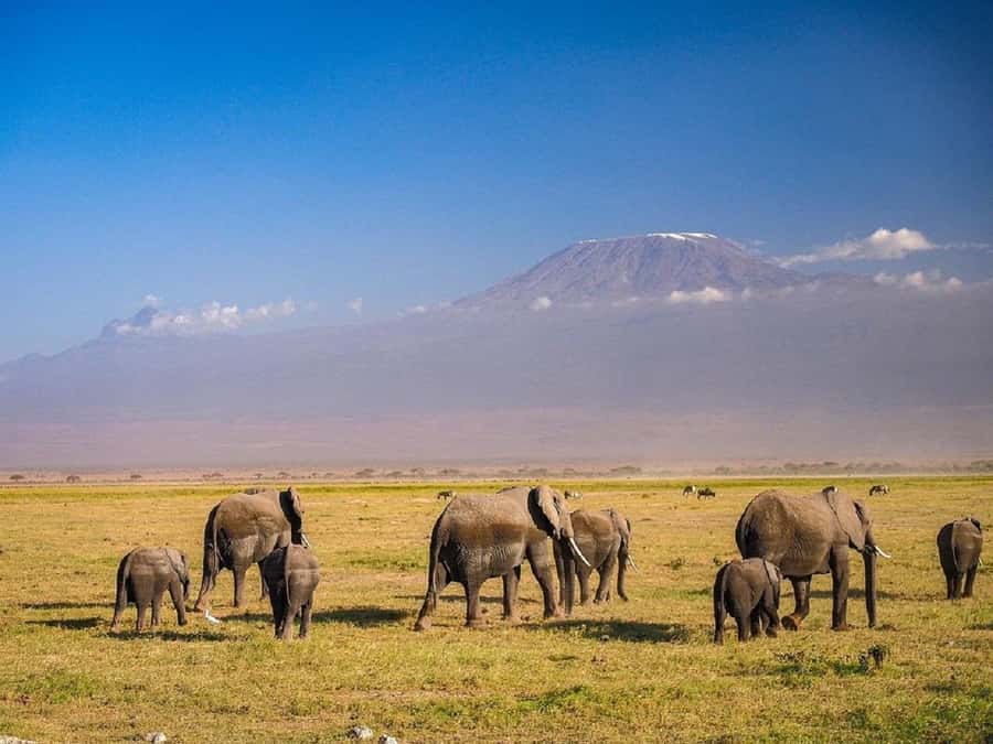 Nairobi: Day Trip to Amboseli National Park - First Game Drive, The Wildlife Window Opens