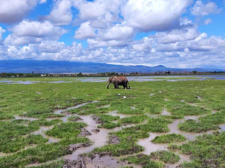 Nairobi: Day Trip to Amboseli National Park - Picnic Lunch in Amboseli, and How to Choose Wisely