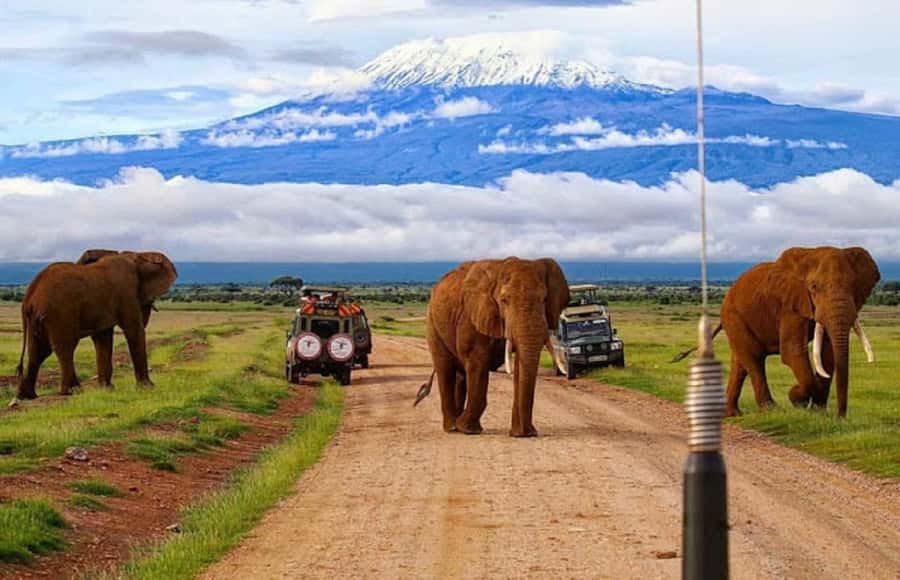 Nairobi: Day Trip to Amboseli National Park - Second Game Drive in the Afternoon, Different Light, Different Chances