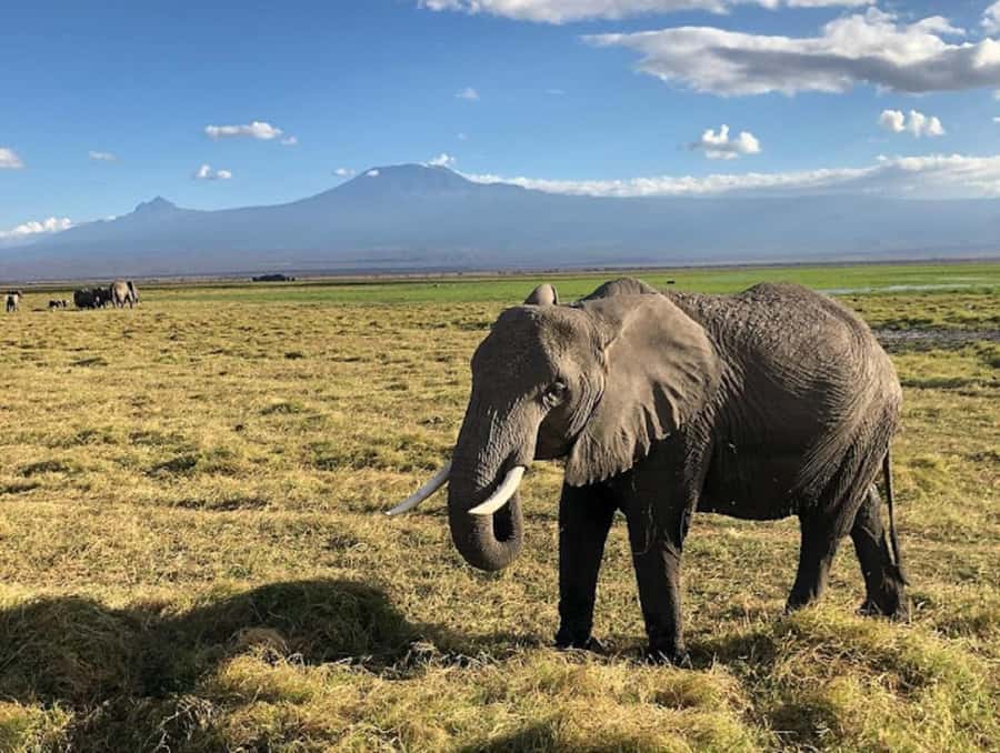 Nairobi: Day Trip to Amboseli National Park - Maasai Village Option, Culture Added to the Wildlife Day