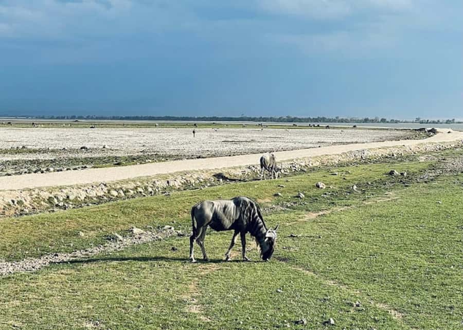 Nairobi: Day Trip to Amboseli National Park - Driver and Vehicle Day, Comfort on Kenya Roads