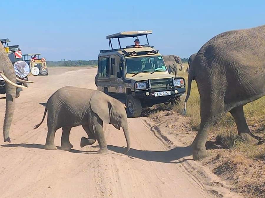 Nairobi:Day trip to Amboseli National park & Maasai village - Key highlights to know before you go