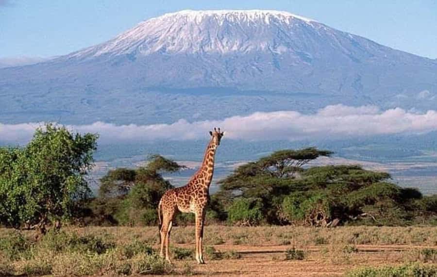 Nairobi:Day trip to Amboseli National park & Maasai village - Game drives inside Amboseli: what you’re really paying for