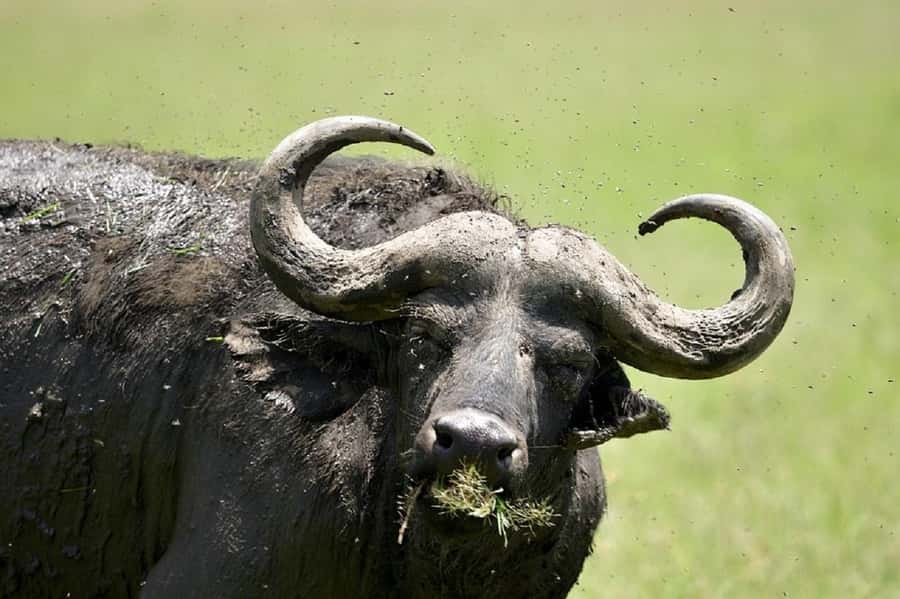Nairobi:Day trip to Amboseli National park & Maasai village - The lunch break in the park: plan for a pause, not just food
