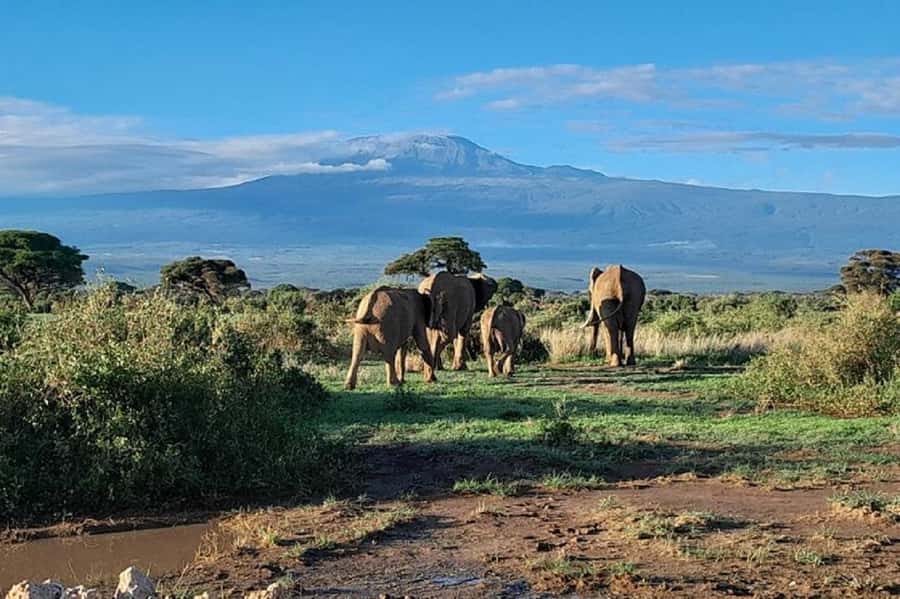 Nairobi:Day trip to Amboseli National park & Maasai village - Maasai village visit: what’s included, what costs extra
