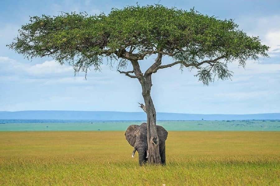 Nairobi:Day trip to Amboseli National park & Maasai village - Group joining tour: comfort, time, and how it affects your day