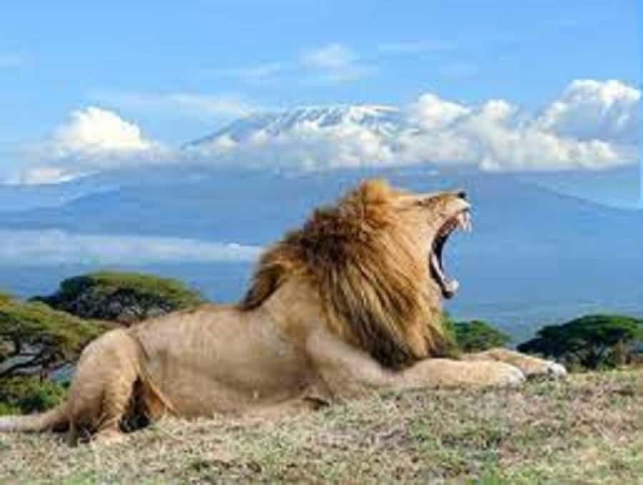 Nairobi:Day trip to Amboseli National park & Maasai village - Rules you should follow inside Amboseli