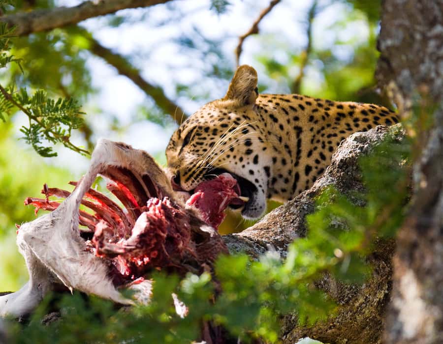 Nairobi: Day Trip to Maasai Mara Reserve & Maasai village - Key things worth knowing before you go