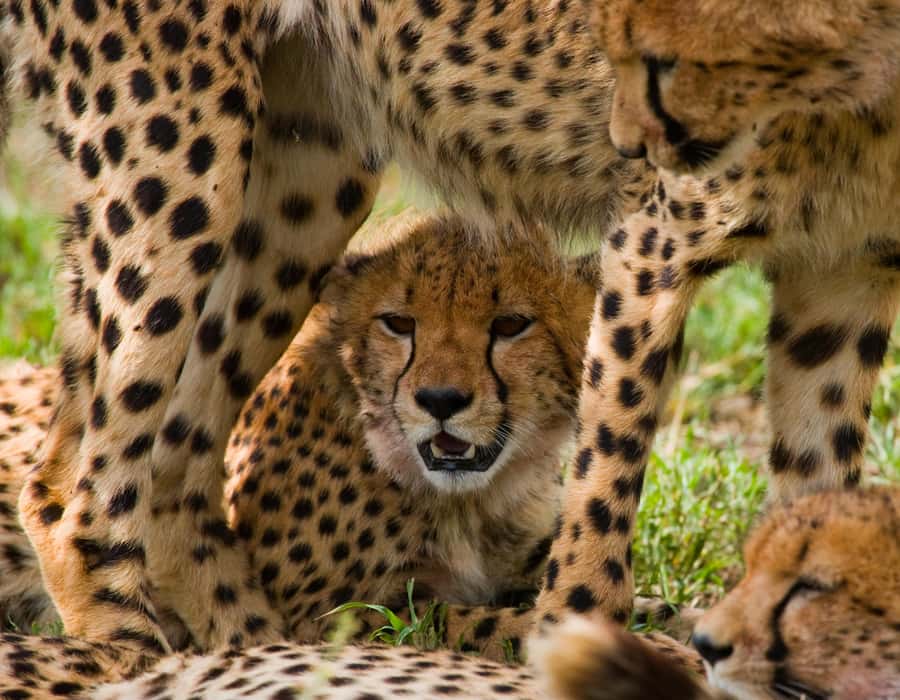 Nairobi: Day Trip to Maasai Mara Reserve & Maasai village - Game drives that actually try for the Big Five