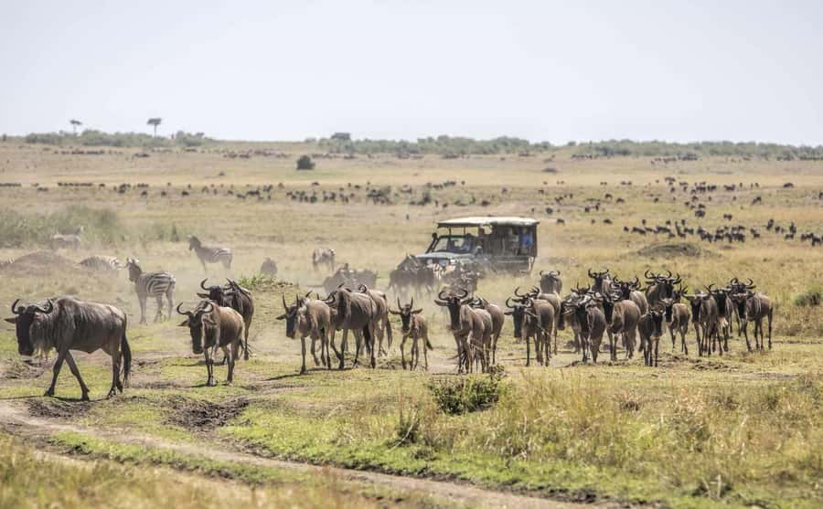 Nairobi: Day Trip to Maasai Mara Reserve & Maasai village - Midday picnic lunch inside the reserve, then a second wildlife push