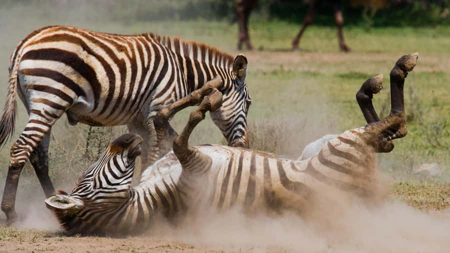 Nairobi: Day Trip to Maasai Mara Reserve & Maasai village - Optional Maasai village: culture up close, but shop pressure can happen
