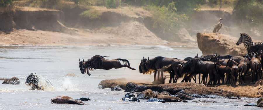 Nairobi: Day Trip to Maasai Mara Reserve & Maasai village - Price, park fees, and where the real costs land