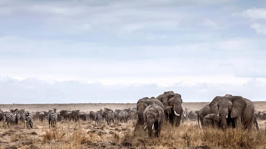 Nairobi: Day Trip to Maasai Mara Reserve & Maasai village - Who should book this one-day Nairobi to Maasai Mara safari