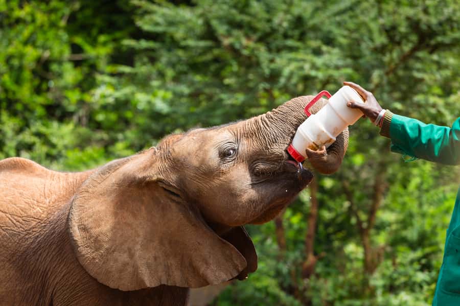 Nairobi: Elephant Orphanage, Beads Factory , giraffe center - How This Nairobi Half-Day Tour Runs (Pickup, Timing, and Pace)